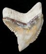 Large Fossil Tiger Shark Tooth - Bone Valley Florida #17282-1